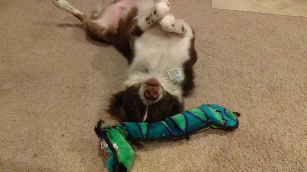 /Images/uploads/Humane Society of Utah/HSUCalendar/entries/1081thumb.jpg